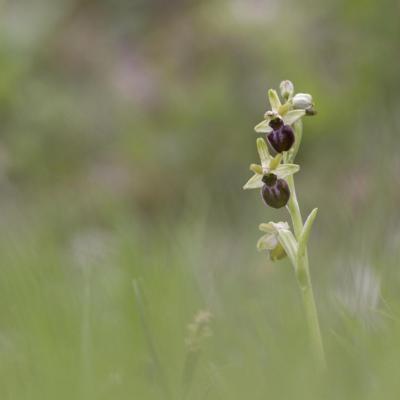 Ophrys araignée