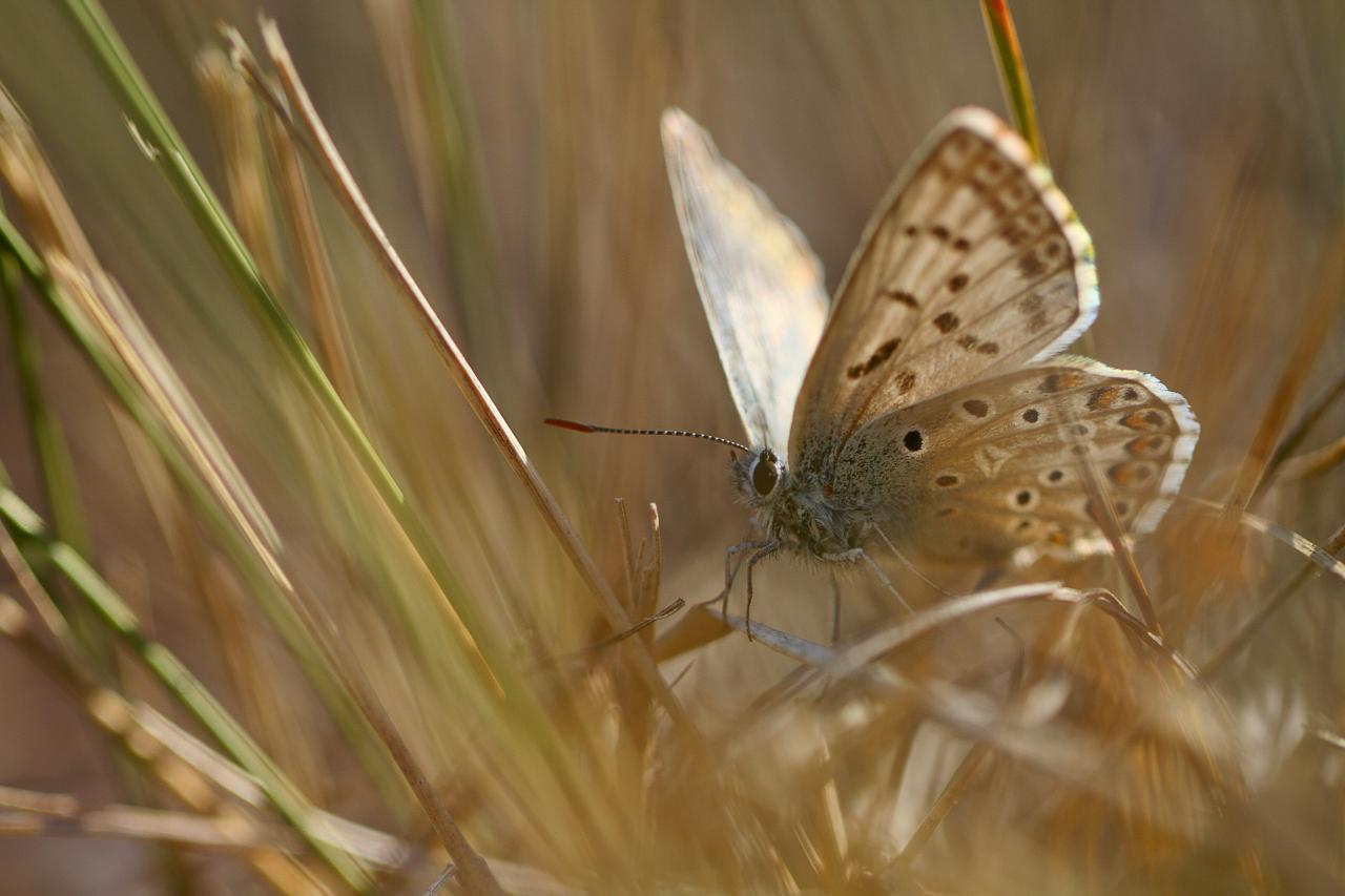 Camouflage