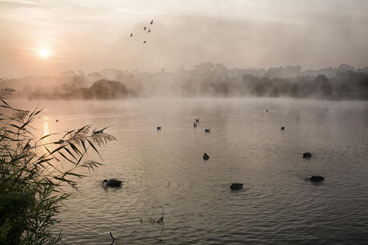 Dans la brume matinale