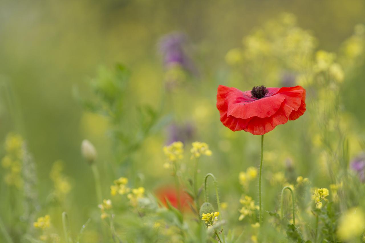 Couleurs d'été