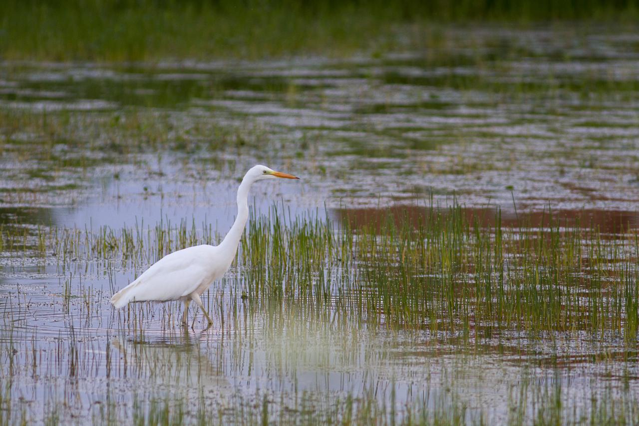 Rencontre avec une aigrette