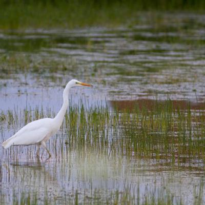 Rencontre avec une aigrette