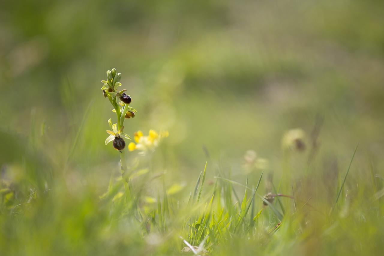 Ophrys du mont Canisy