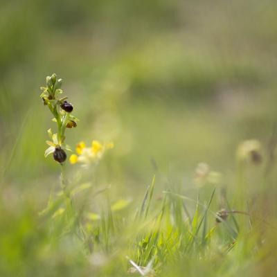 Ophrys du mont Canisy