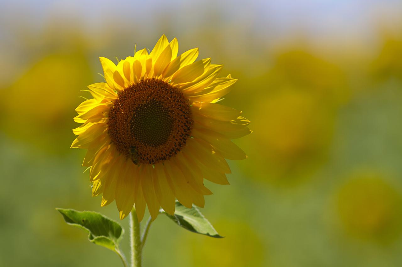 Sous le soleil de Toscane