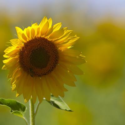 Sous le soleil de Toscane