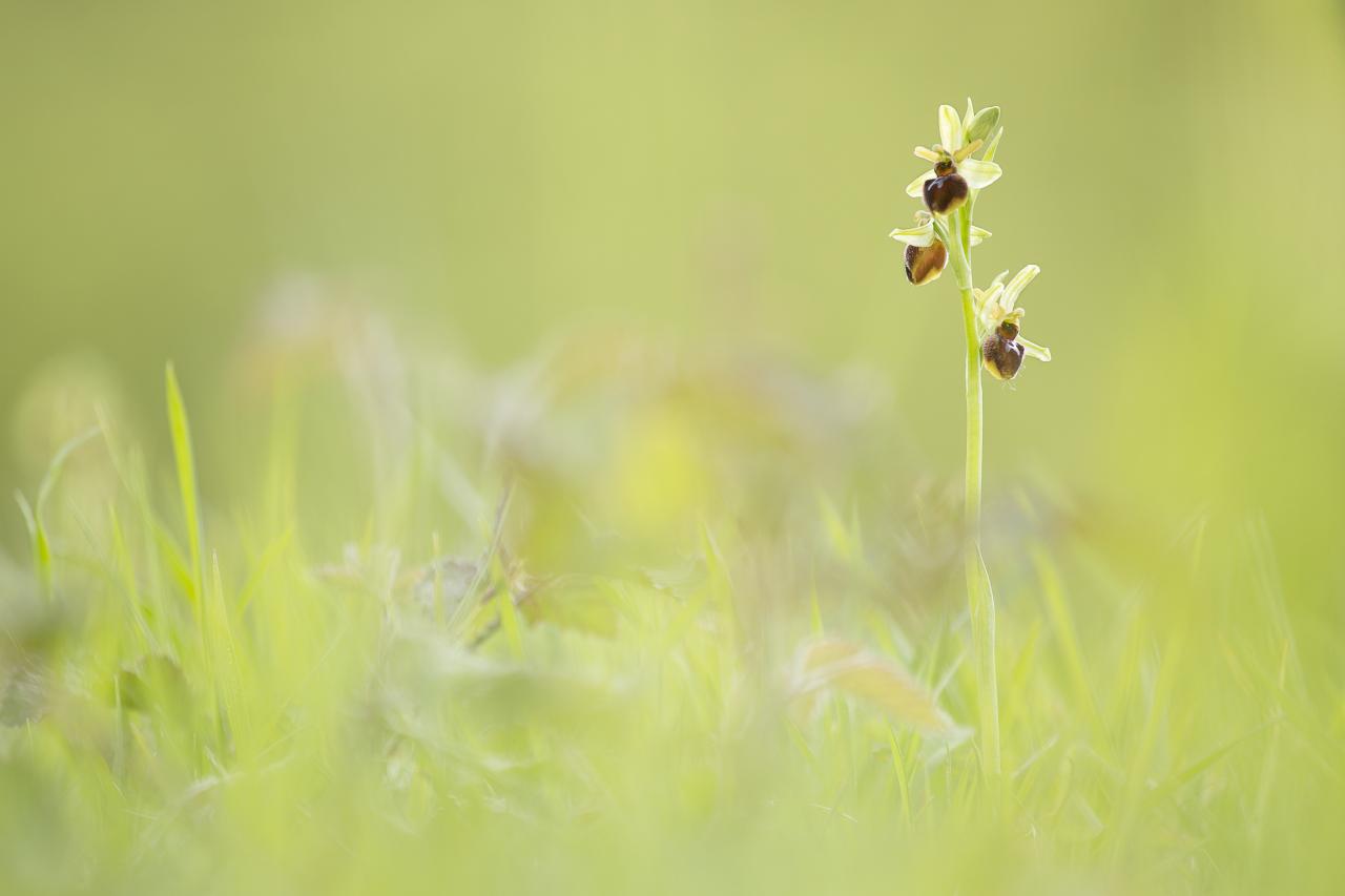 Ophrys du mont Canisy