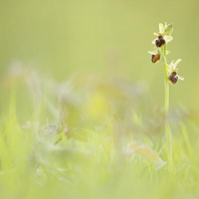 Ophrys du mont Canisy