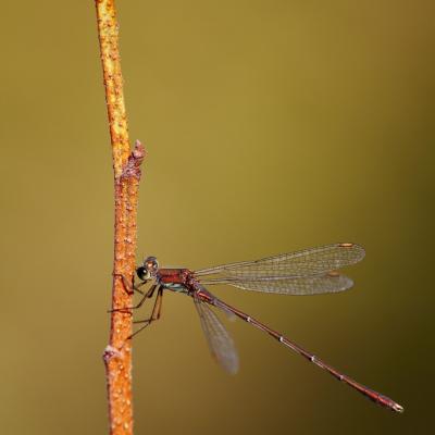 Agrion du soir