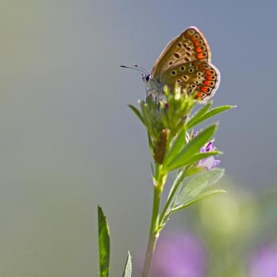 Douceur d'une journée d'été