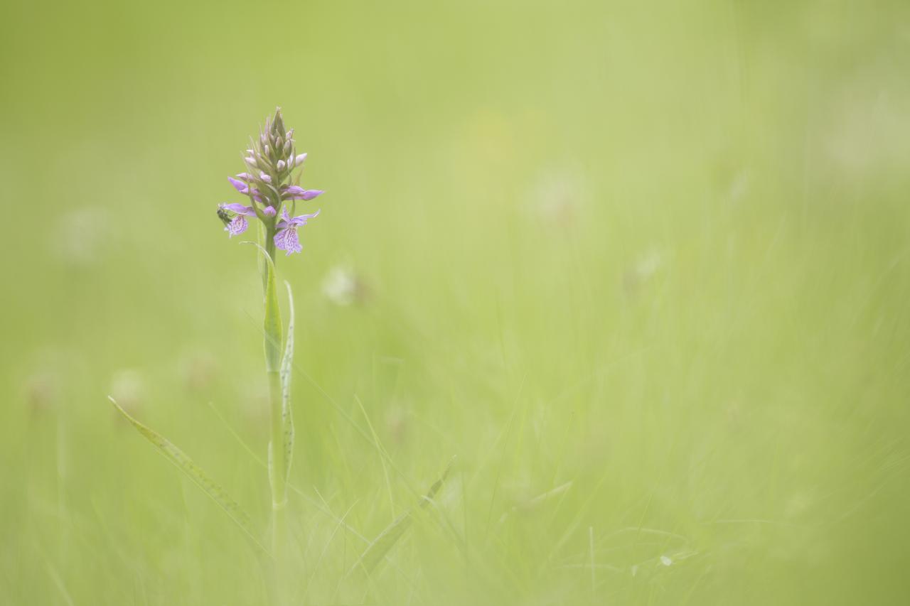 Orchis tacheté