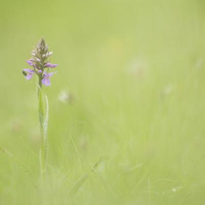 Orchis tacheté