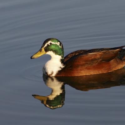 Colvert