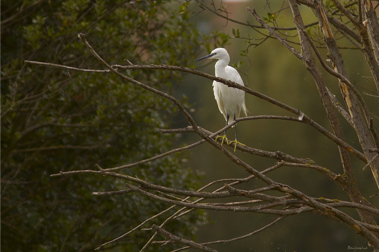 Sur un arbre perchée