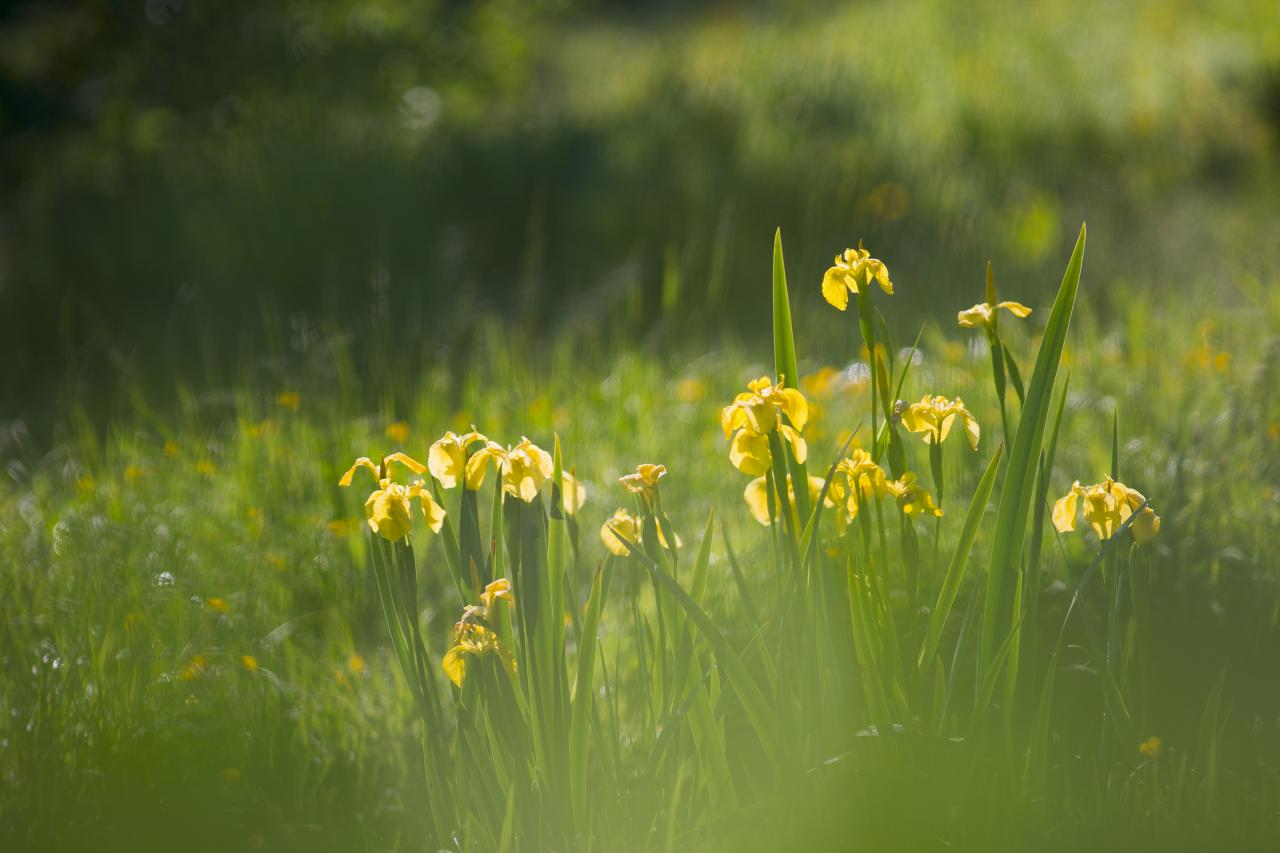 Tableau d'iris d'eau