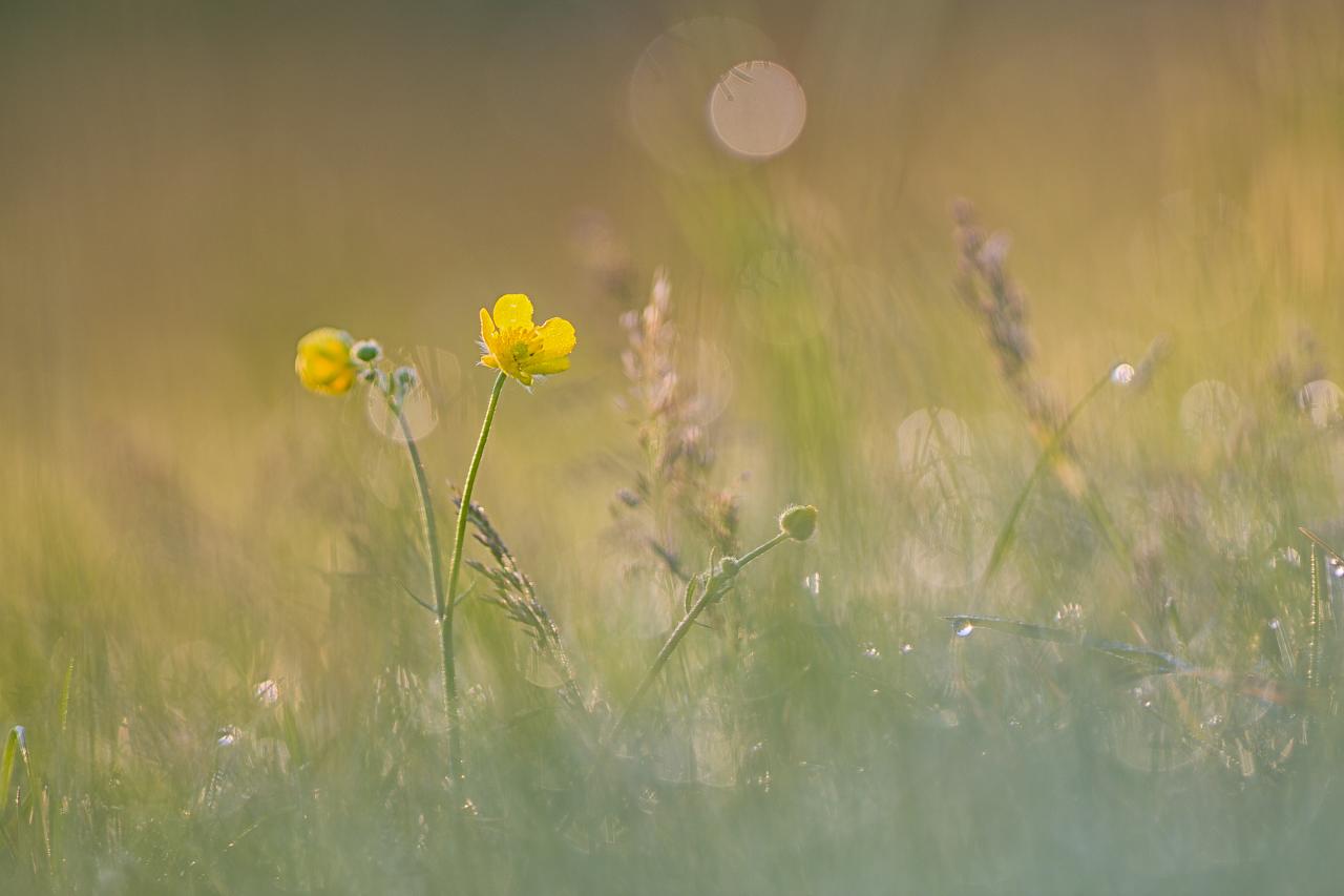 Rêve fleuri