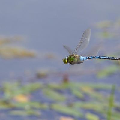 L'empereur du lac 1