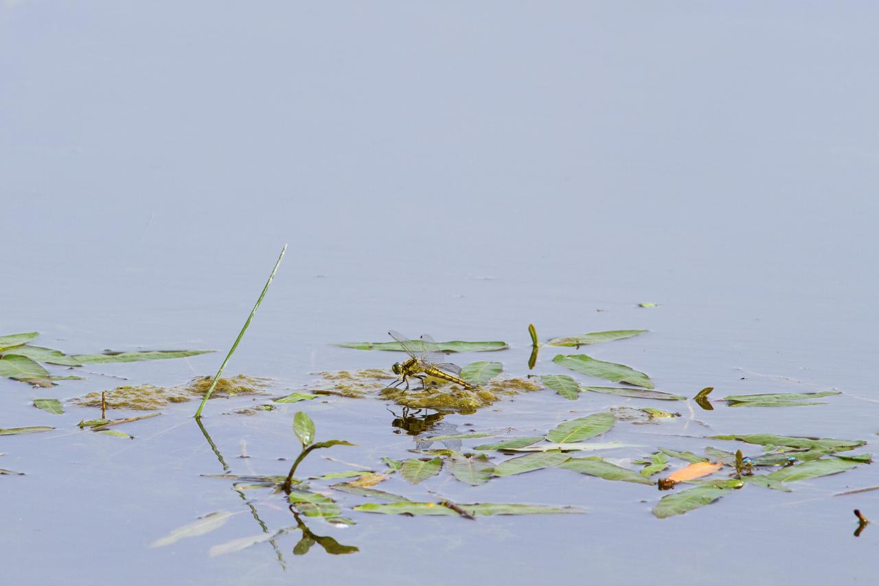 Petite scène aquatique 1