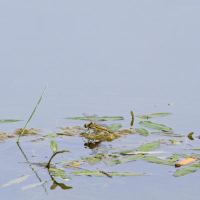 Petite scène aquatique 1