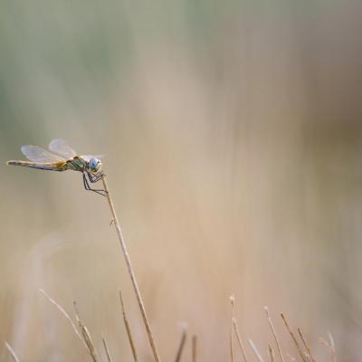 Les petites fées de la Sainte Victoire