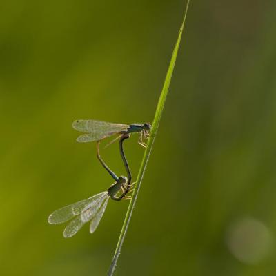 Calin d'un soir