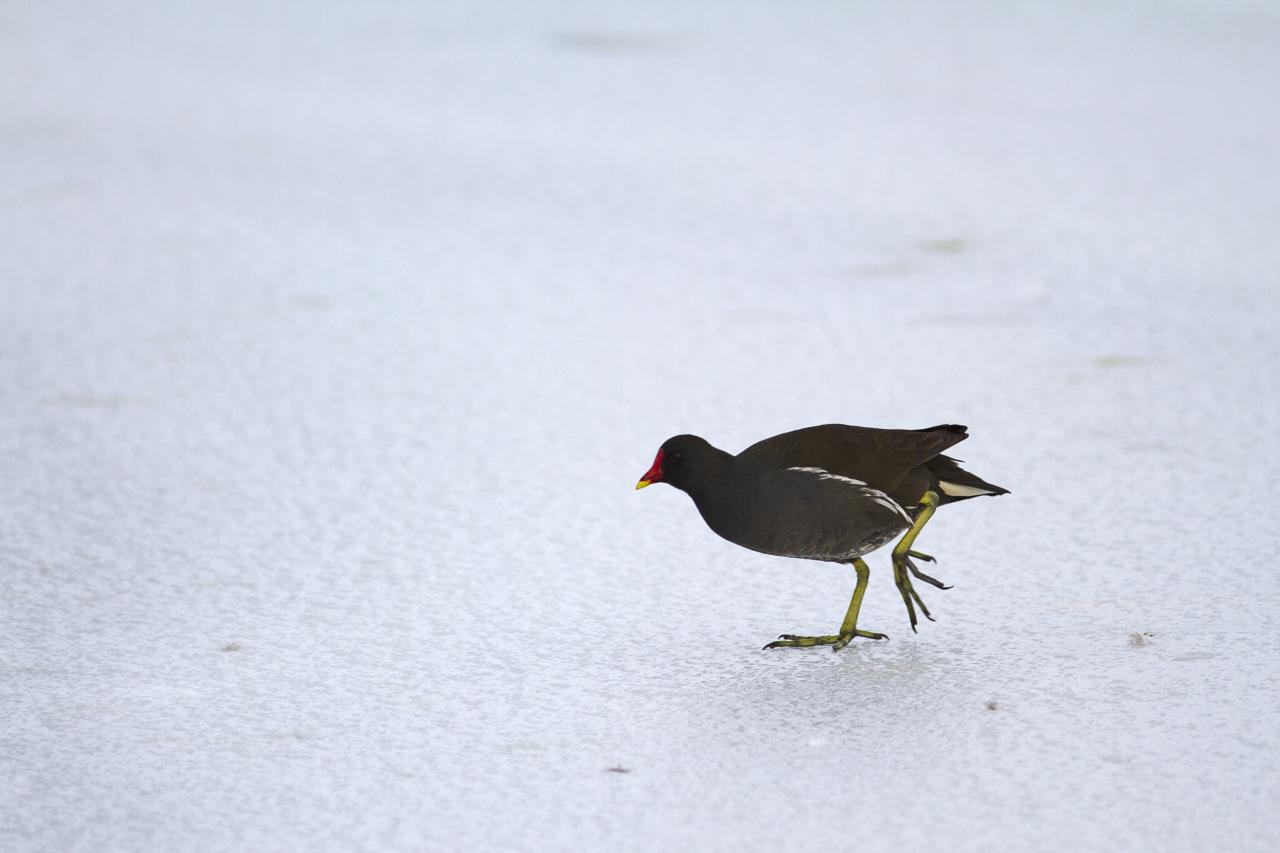 Une poule d'eau à la patinoire