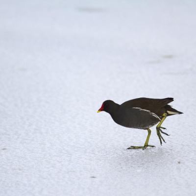 Une poule d'eau à la patinoire