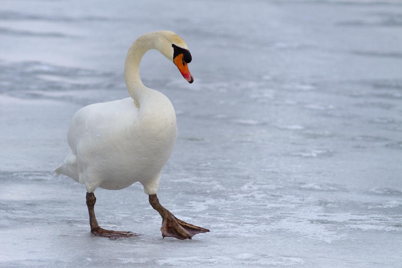 Cygne givré