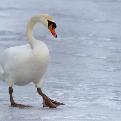 Cygne givré