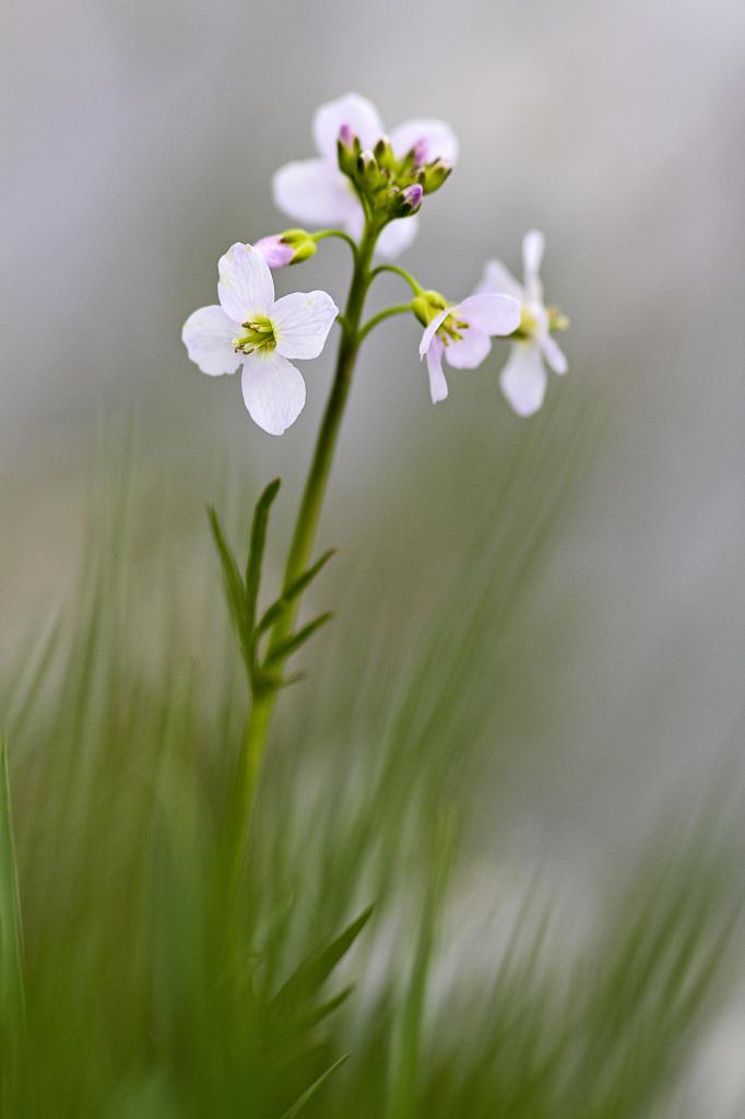 Cardamine des prés