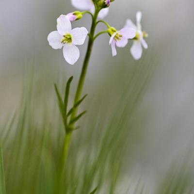 Cardamine des prés