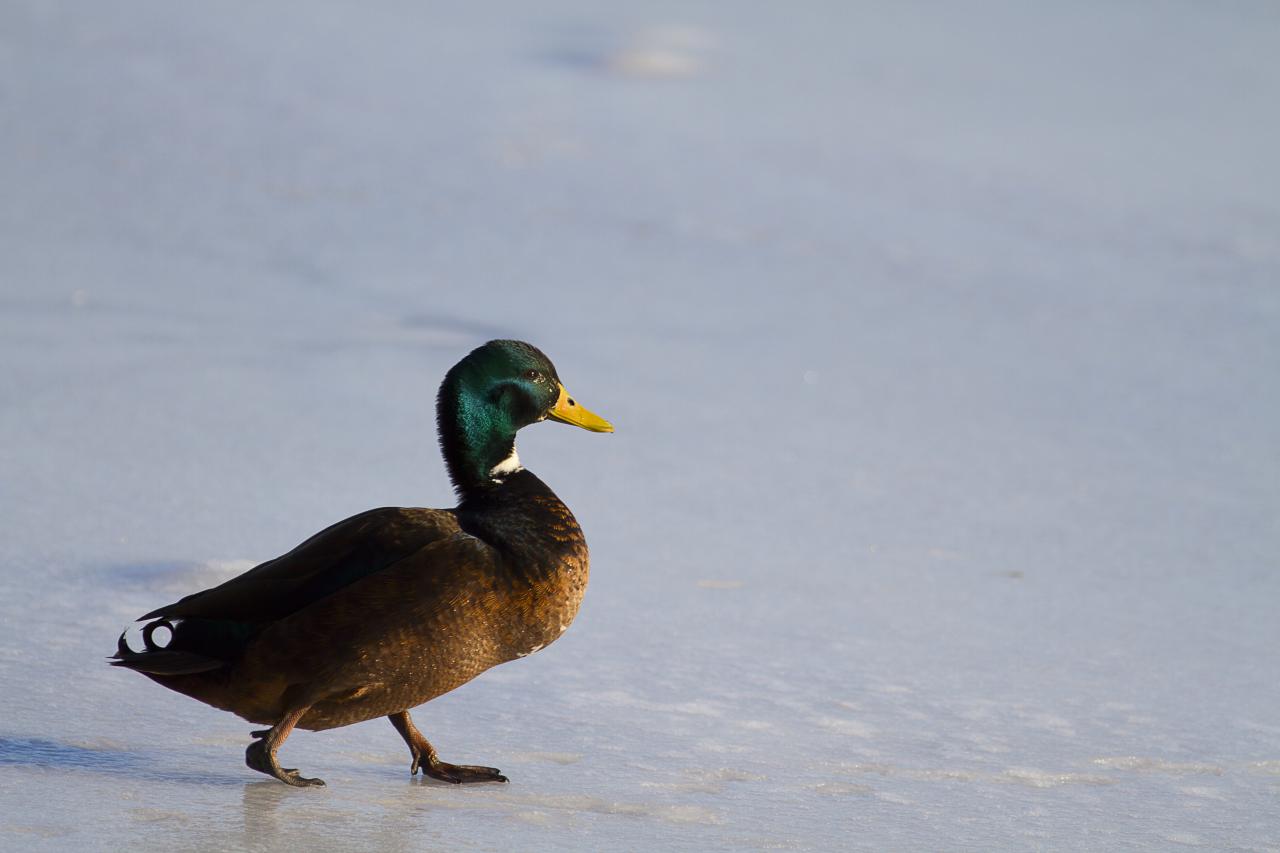 Canard glacé