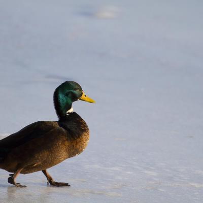 Canard glacé