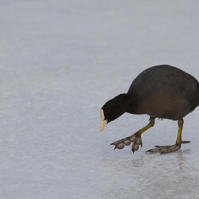 Un foulque