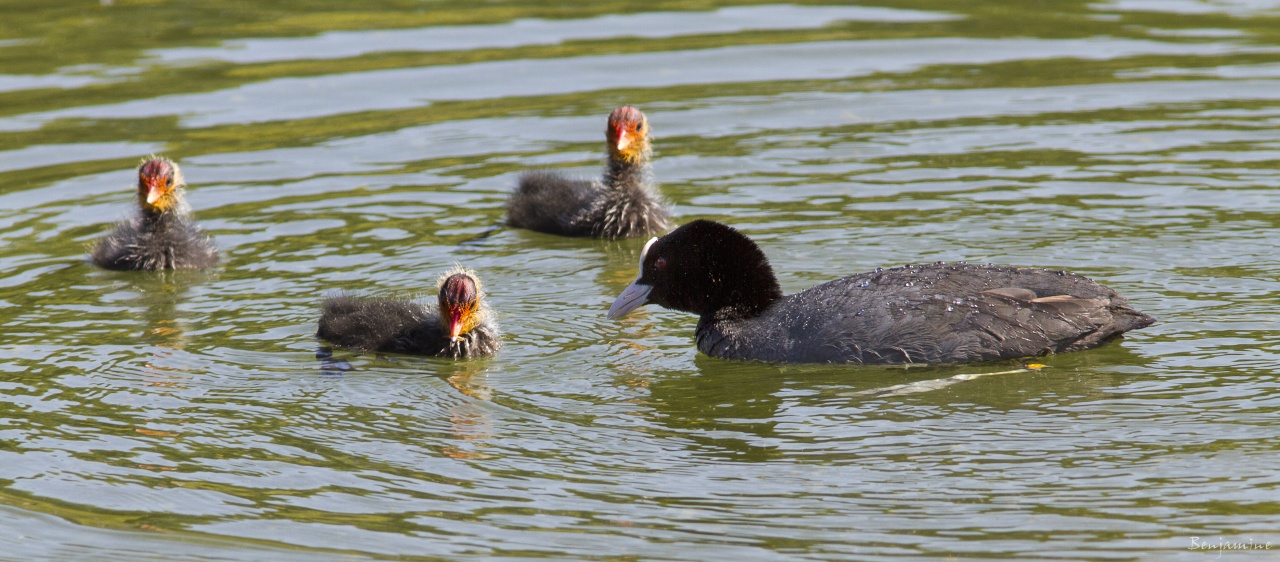 La famille foulque - 2011