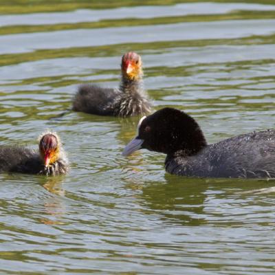 La famille foulque - 2011