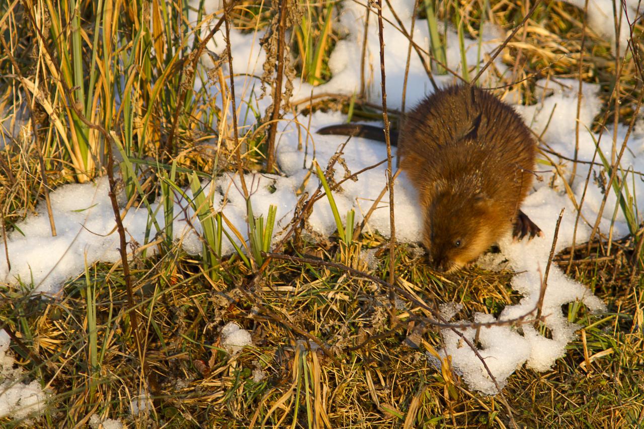 Un ragondin sous la neige