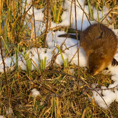 Un ragondin sous la neige