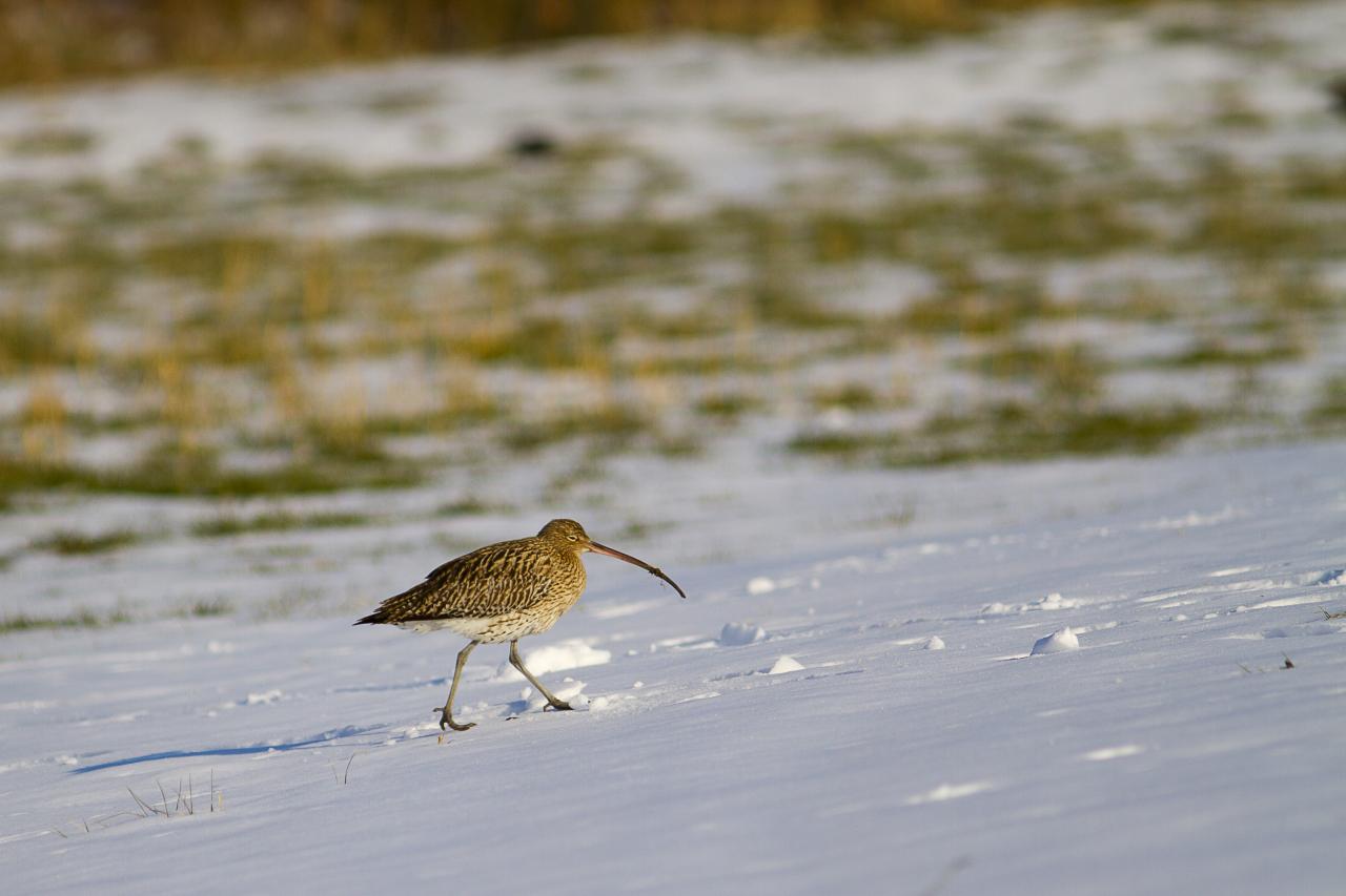 courlis cendré dans la neige