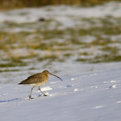 courlis cendré dans la neige