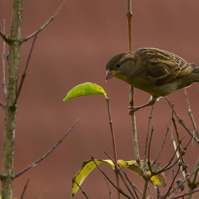 Dans mon jardin