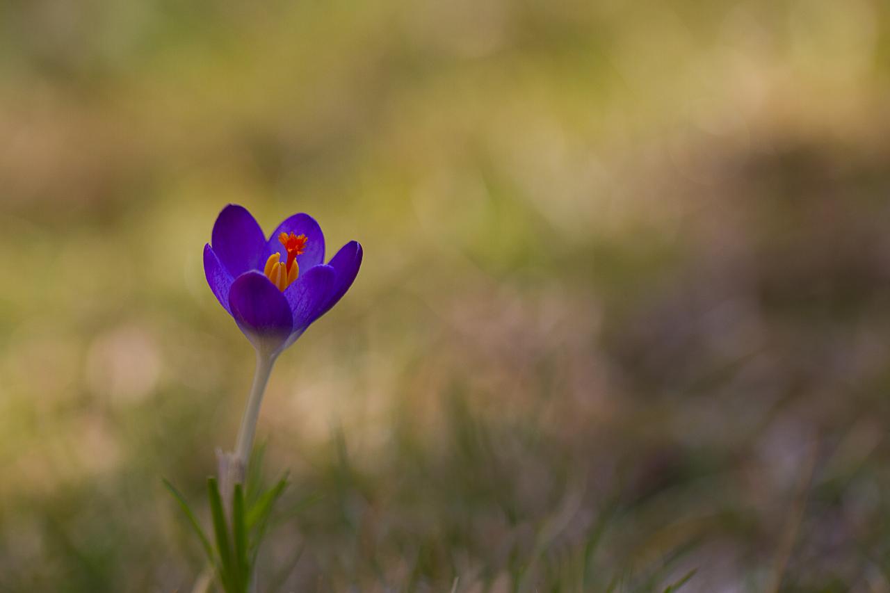 premier crocus