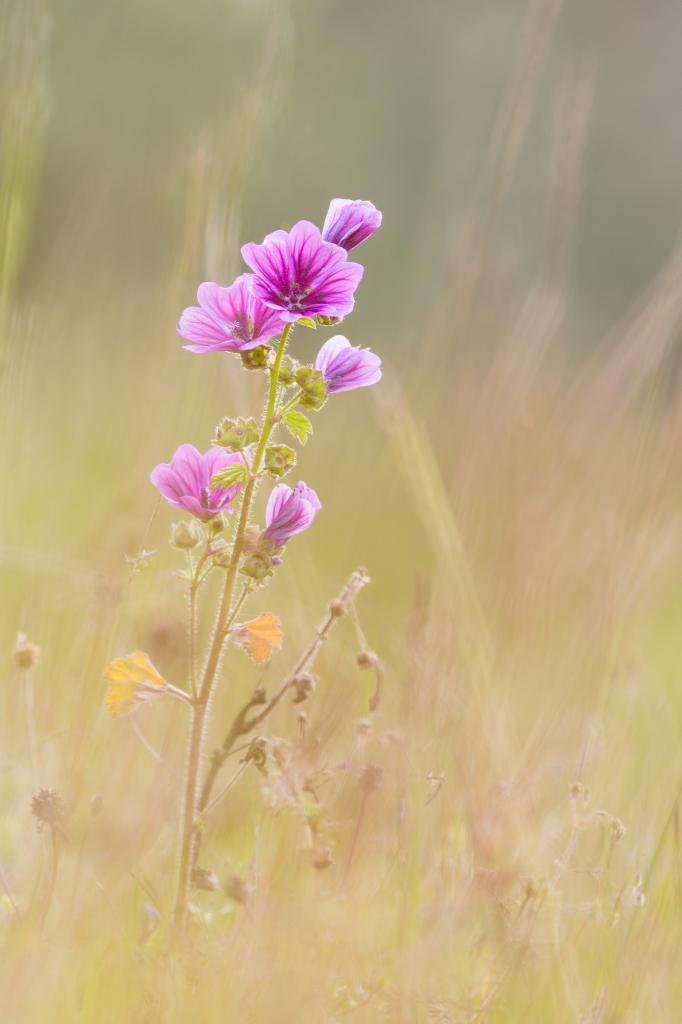 La grande mauve