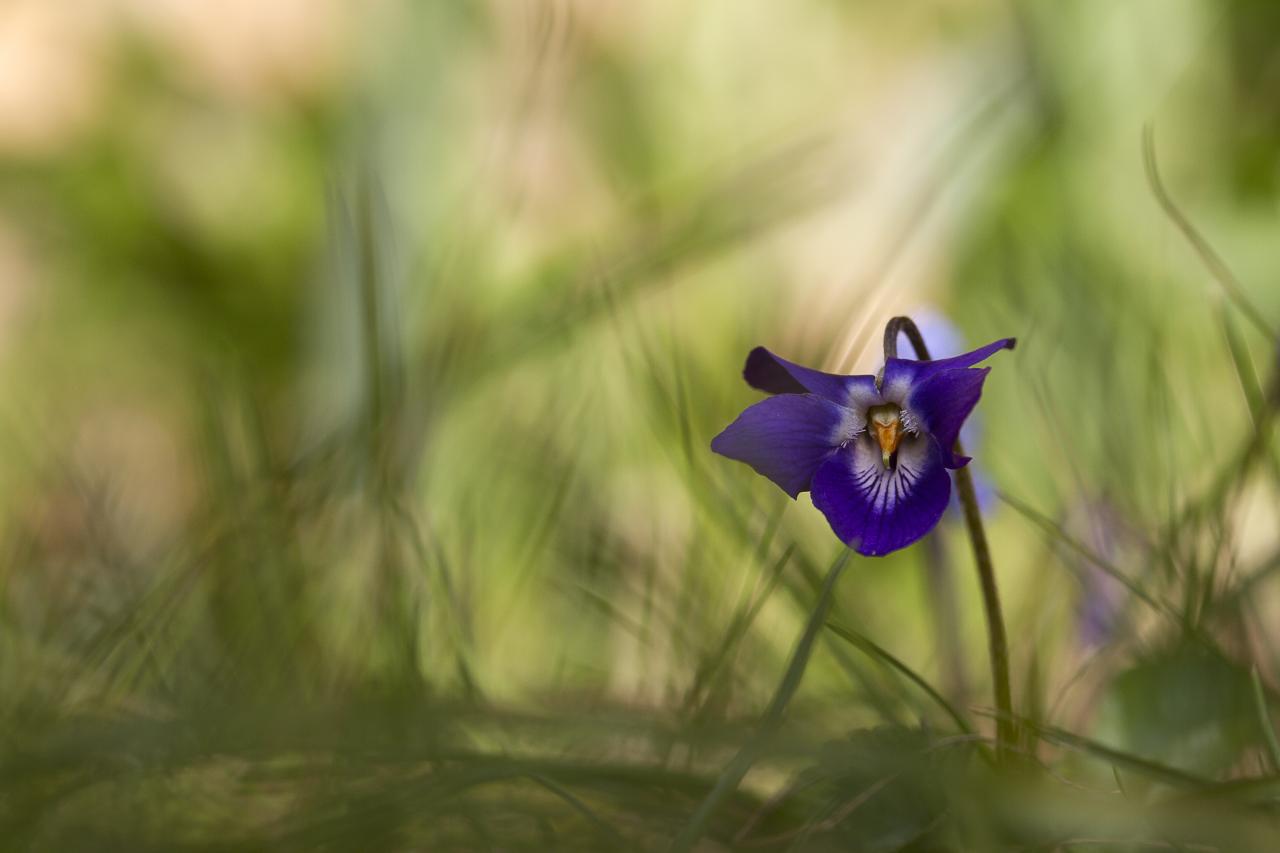 Timide violette