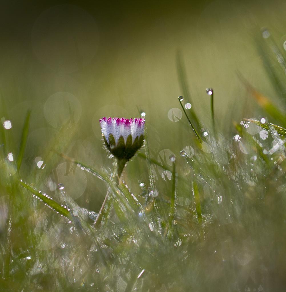 Rosée du matin