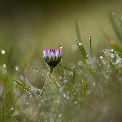 Rosée du matin