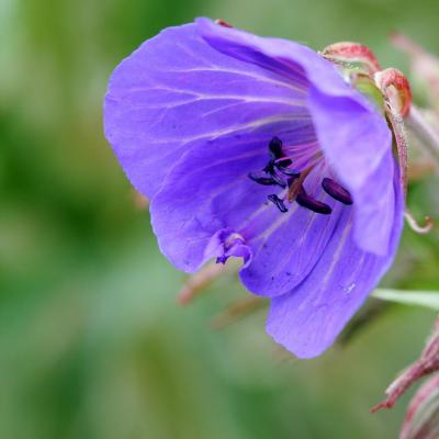 Géranium sauvage