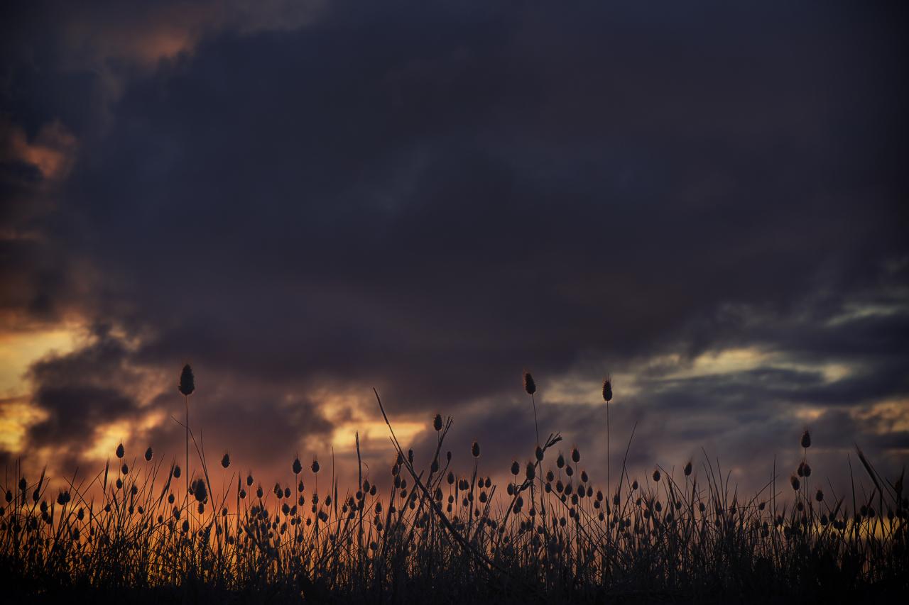 Du feu dans les dunes