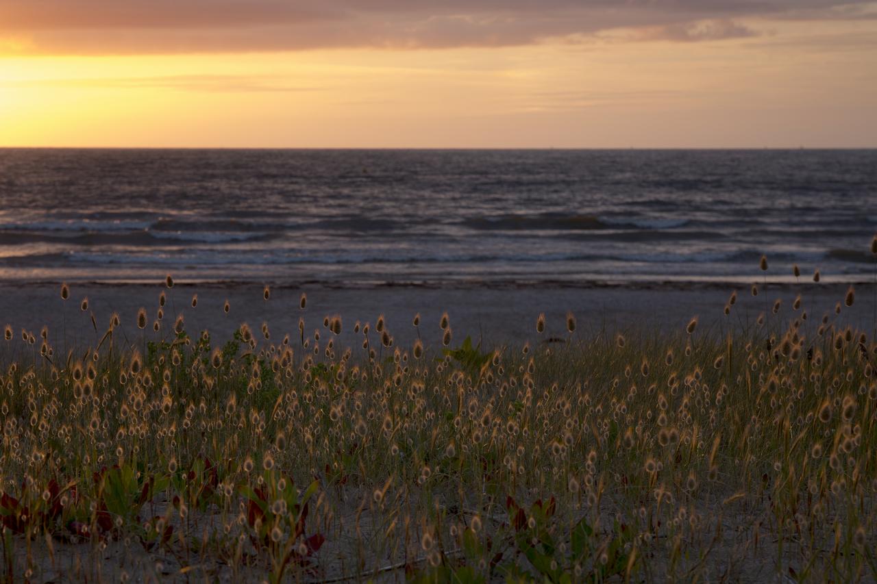 Fleurs de dune