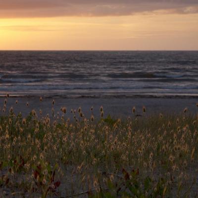 Fleurs de dune